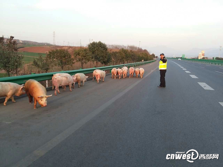 貨車側(cè)翻生豬高速上撒歡 西安交警揮鞭子趕豬回圈（組圖）