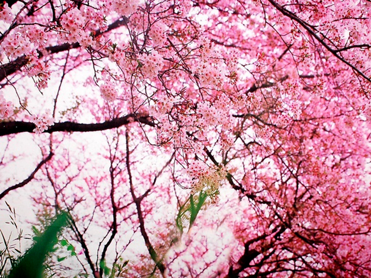 《三生三世》已完結 西安附近哪里能去看桃花？