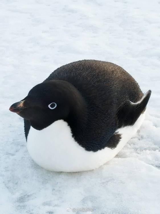 直擊二月南極風光 有極光有萌寵（組圖）