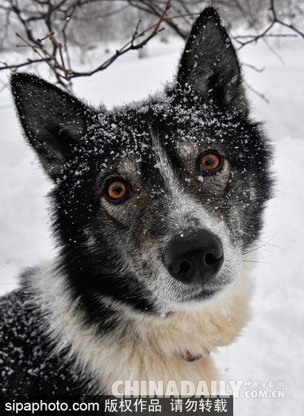 走進(jìn)西伯利亞狗狗收容所 看雪橇犬們的生活（組圖）