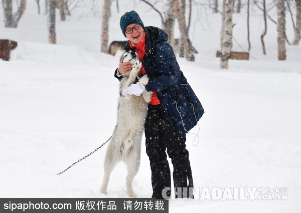 走進西伯利亞狗狗收容所 看雪橇犬們的生活（組圖）