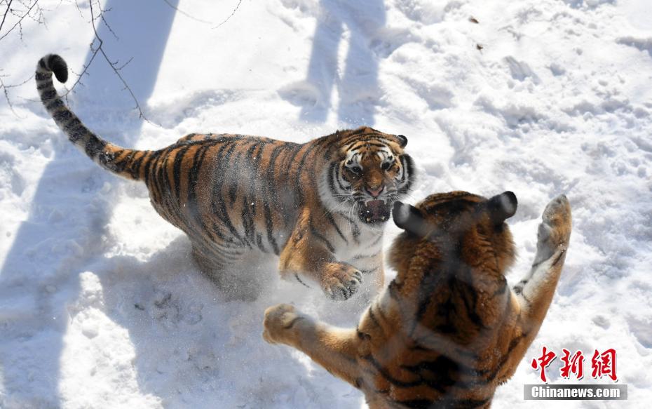 長春多輪降雪后 動物們開啟狂歡模式