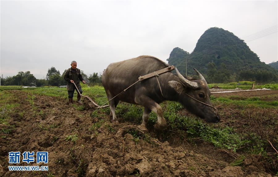 驚蟄鬧春耕(組圖)
