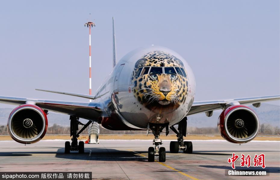 帥到爆表！俄航推遠(yuǎn)東豹彩繪飛機(jī) 喚起豹類保育