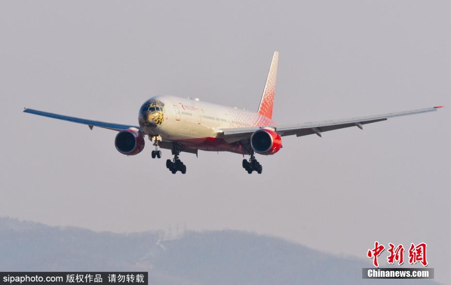 帥到爆表！俄航推遠東豹彩繪飛機 喚起豹類保育