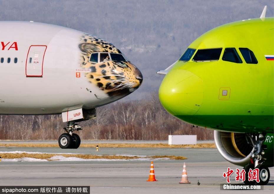 帥到爆表！俄航推遠東豹彩繪飛機 喚起豹類保育