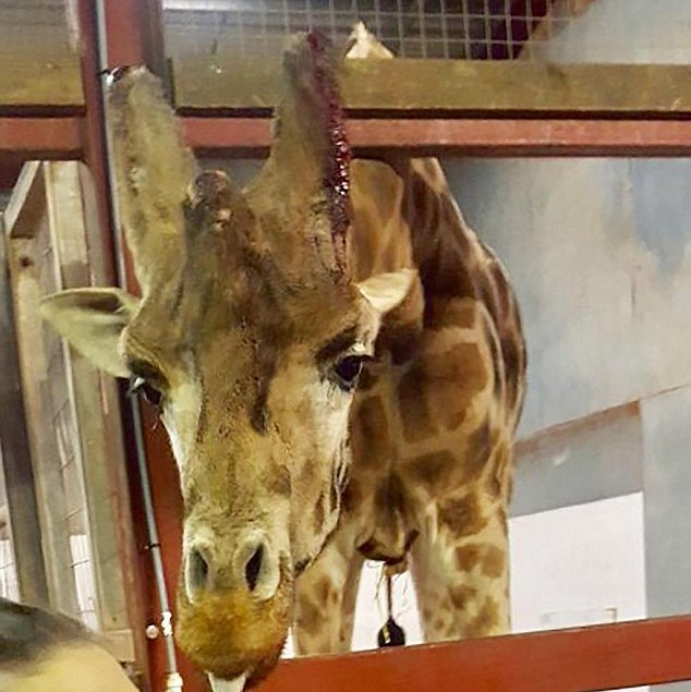 3年養(yǎng)死500動物 花豹因饑餓啃食了自己的爪子