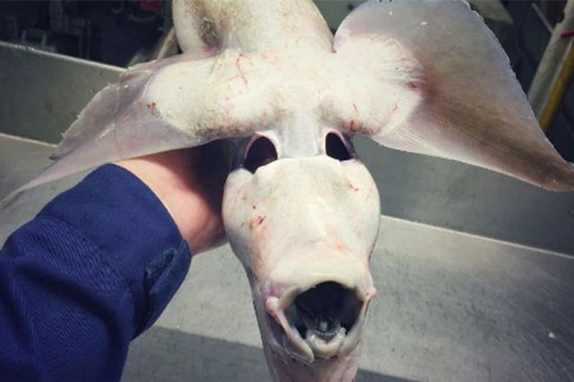 漁民捕怪異深海魚 不但長(zhǎng)相怪異而且還生著一對(duì)翅膀