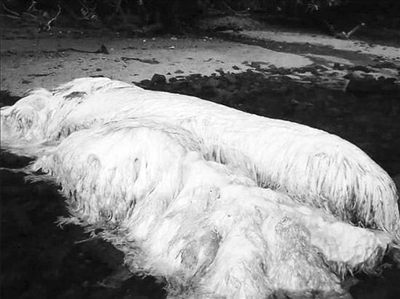 菲律賓震后海灘驚現奇異生物