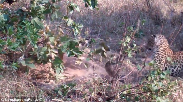 史詩決斗！豹媽媽為保護幼崽與巨蟒激戰(zhàn)（圖）