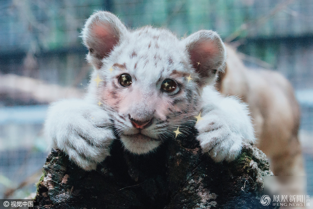萌哭了！當動物遇上美顏相機