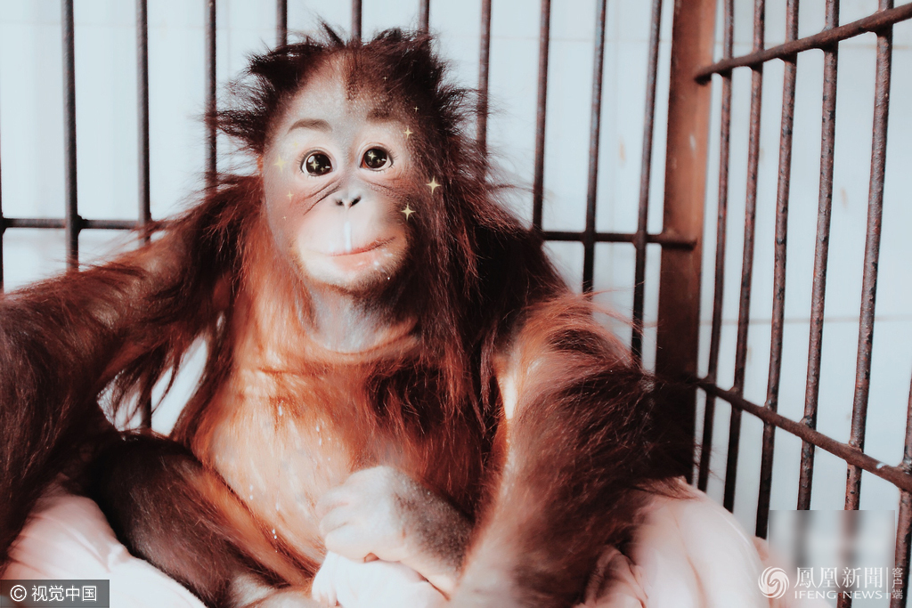 萌哭了！當動物遇上美顏相機