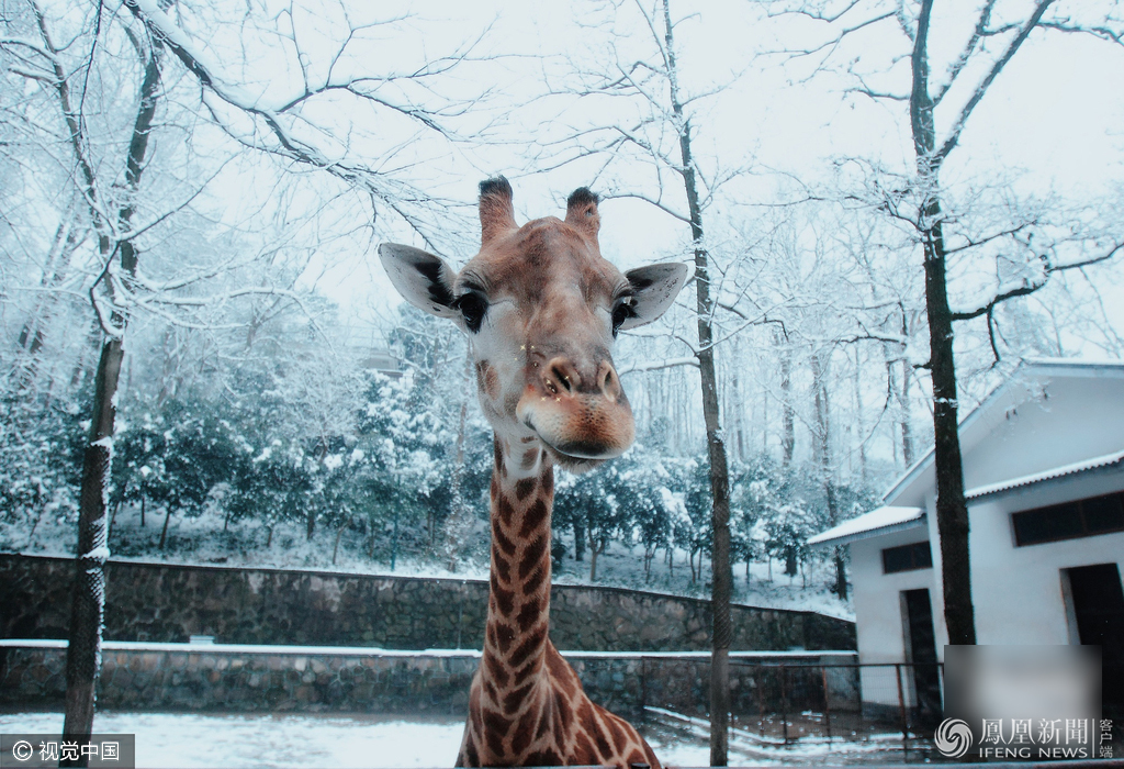 萌哭了！當動物遇上美顏相機