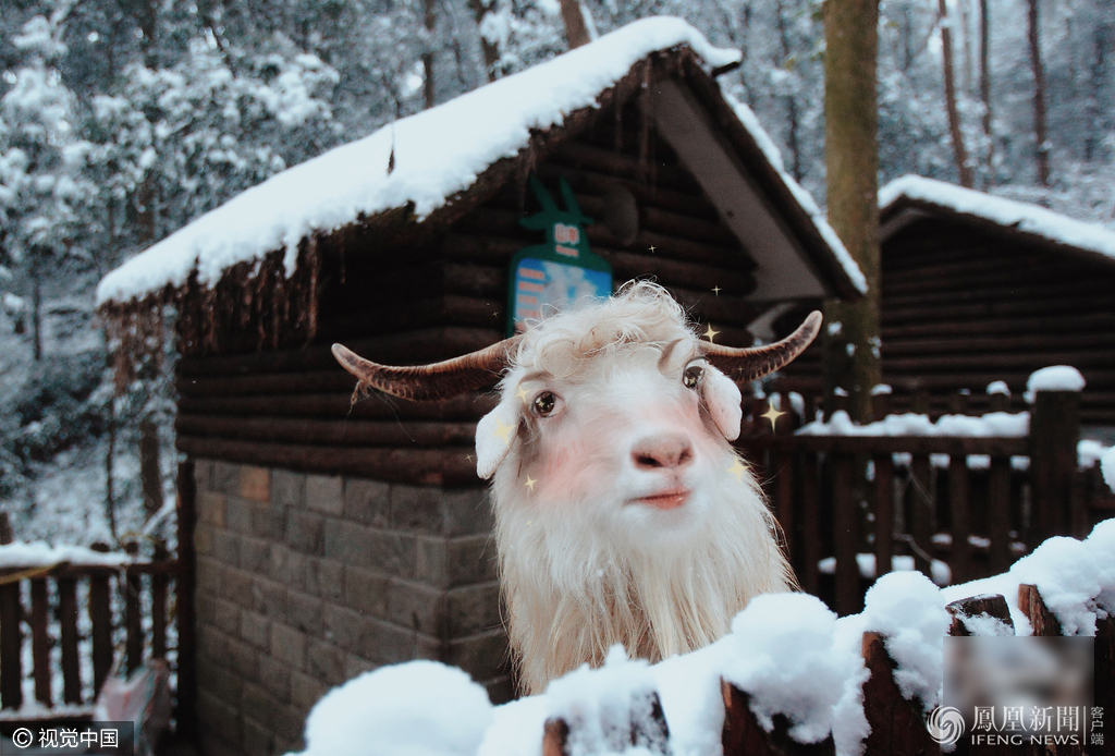 萌哭了！當動物遇上美顏相機
