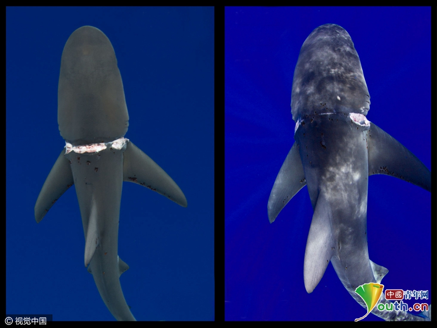 鯊魚(yú)受重傷