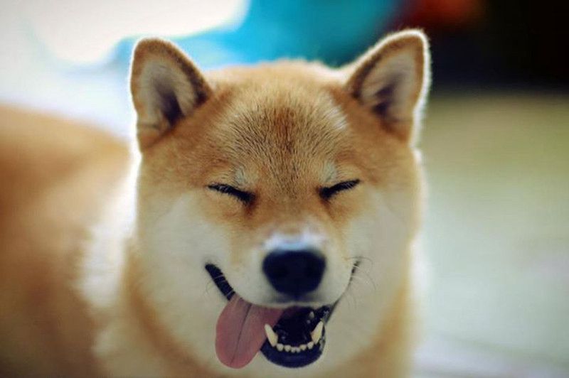 柴犬因愛看電視有“繪畫技能”走紅網(wǎng)絡【圖】