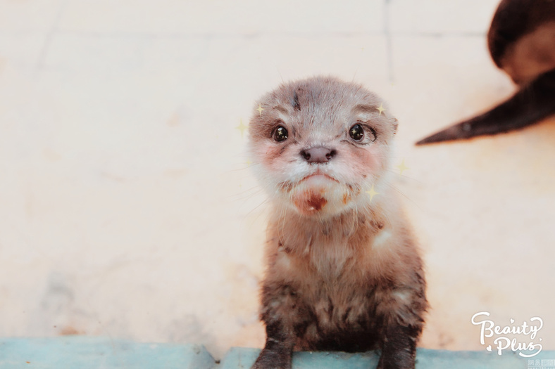 給動物用上美顏相機：賣萌撒嬌簡直不輸“網紅”