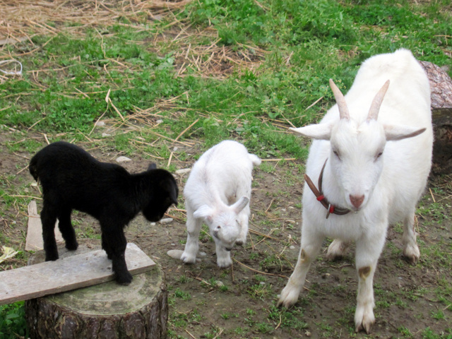日本國道沿線“人氣王”黑羊羔失蹤 網友轉發幫尋羊(組圖)