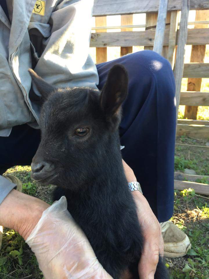 日本國道沿線“人氣王”黑羊羔失蹤 網(wǎng)友轉(zhuǎn)發(fā)幫尋羊(組圖)