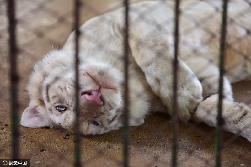 泰國老虎發春困 籠中打盹似“萌貓”