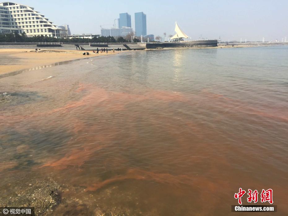 山東日照海邊現“赤潮”現象