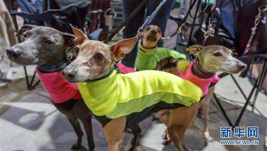 德國(guó)奧芬堡舉辦國(guó)際純種狗展