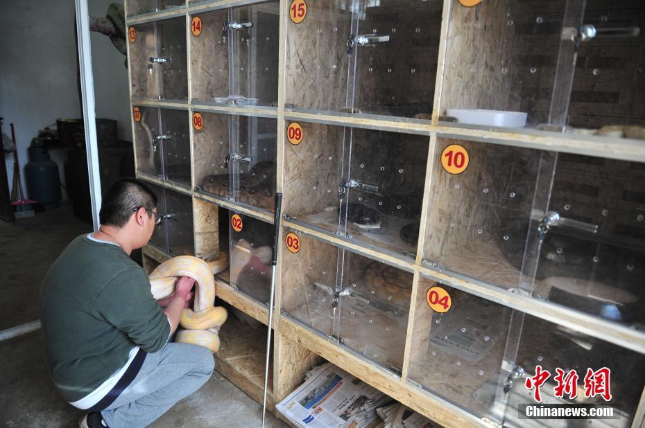 云南野生動物園獸醫對4米蟒蛇進行口腔檢查