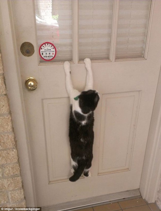 寵物們的第一次出門 蠢萌行為萌翻路人