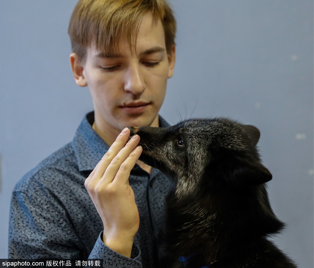 戰(zhàn)斗民族培育新寵物 俄羅斯科學家馴養(yǎng)狐貍乖巧能干