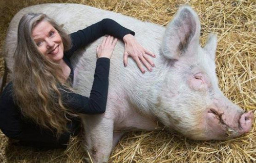不會被宰還享受按摩？荷蘭農(nóng)場成“豬的樂土”