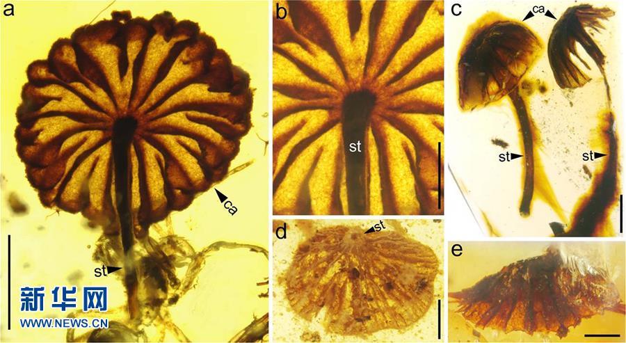 科學(xué)家發(fā)現(xiàn)迄今最古老的完整蘑菇化石