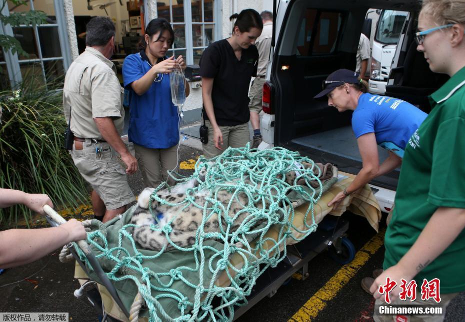 動(dòng)物園為珍稀雪豹修復(fù)斷牙 猛獸格外“聽話”