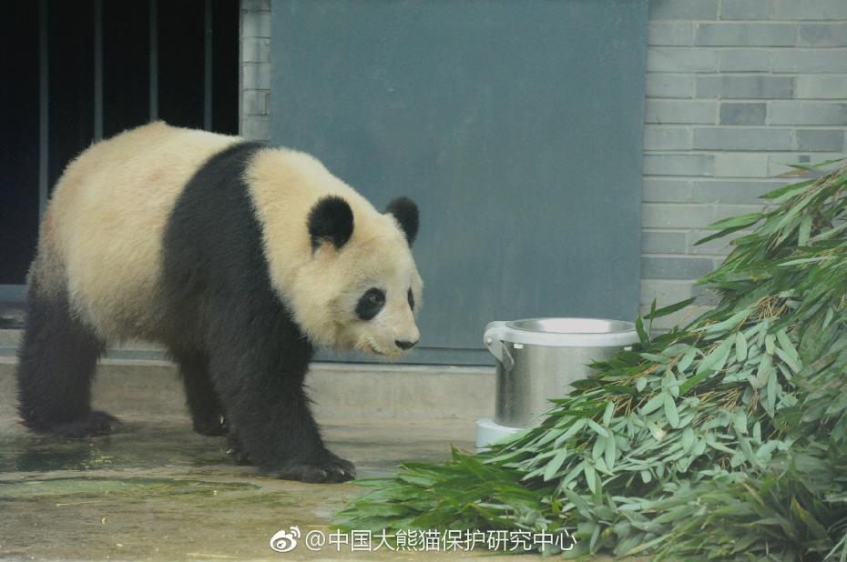 食欲不錯！大熊貓“蜀蘭”回四川開啟養(yǎng)老生活