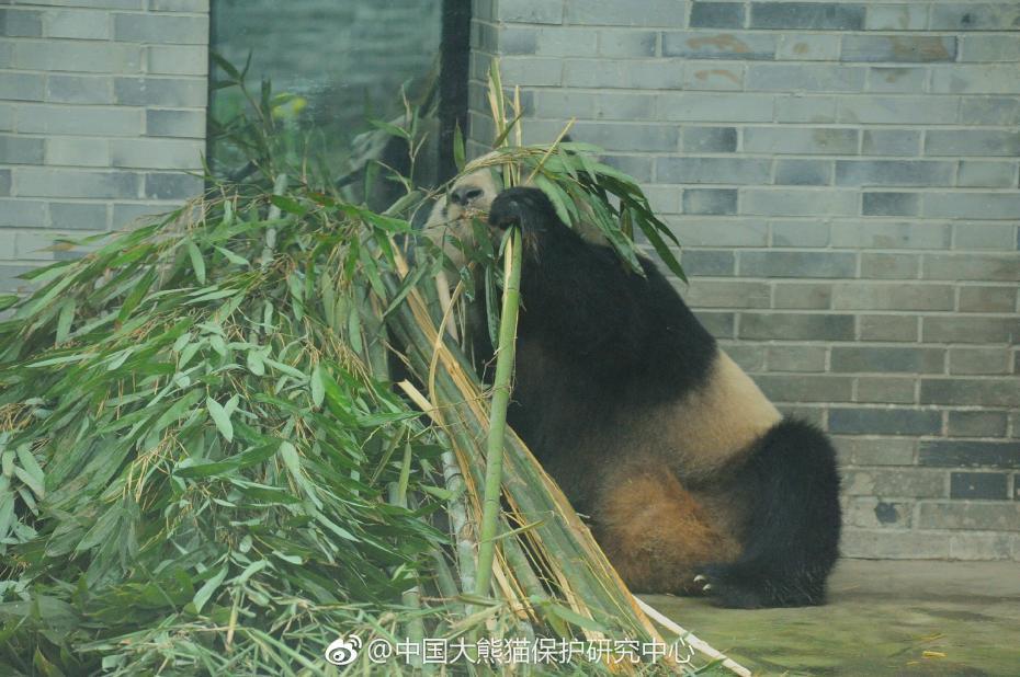 食欲不錯！大熊貓“蜀蘭”回四川開啟養(yǎng)老生活