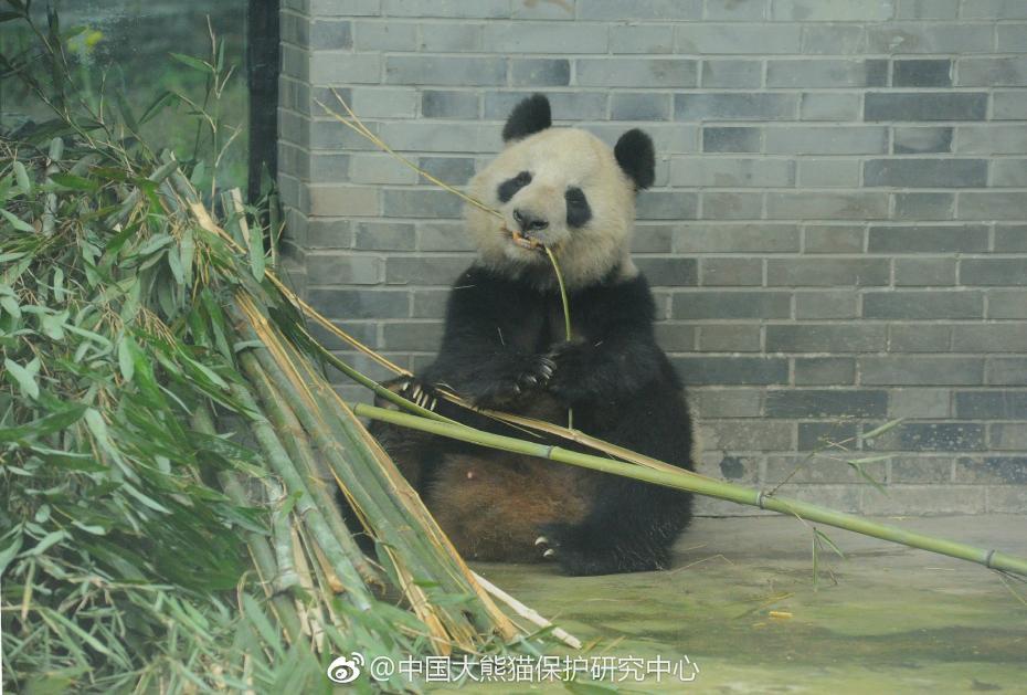 食欲不錯(cuò)！大熊貓“蜀蘭”回四川開(kāi)啟養(yǎng)老生活