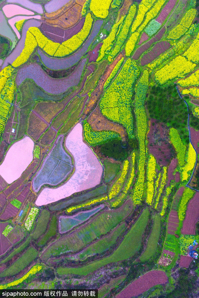 航拍苗寨梯田花海 宛如大地“調色盤”