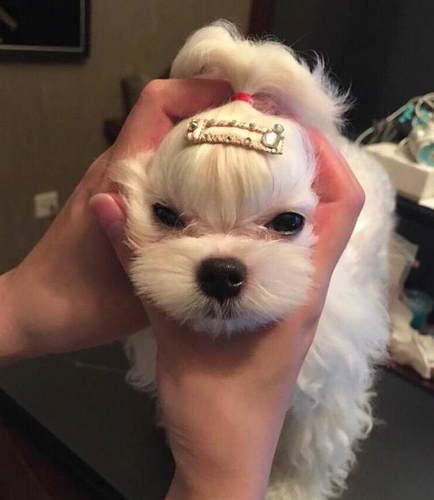 “賢惠”的男星：張杰為謝娜發聲 黃曉明減工陪baby