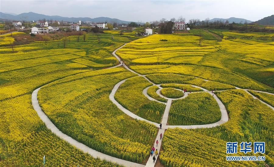 陜西漢中：風過田野菜花黃