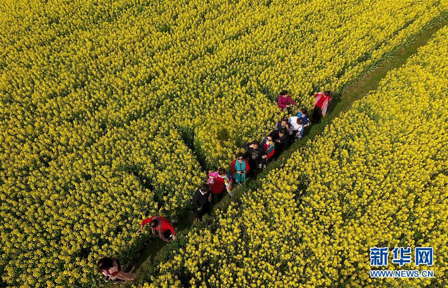 陜西漢中：風(fēng)過田野菜花黃