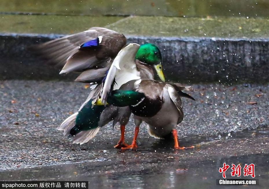 膽大包天！兩只鴨子在英國(guó)首相府前激戰(zhàn)