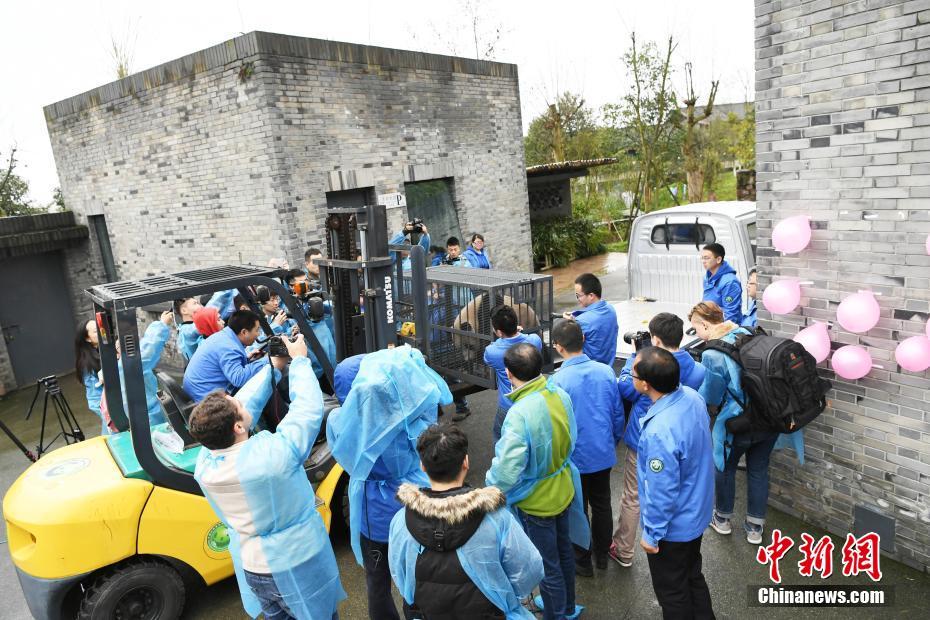 旅美大熊貓“寶寶”入住新家