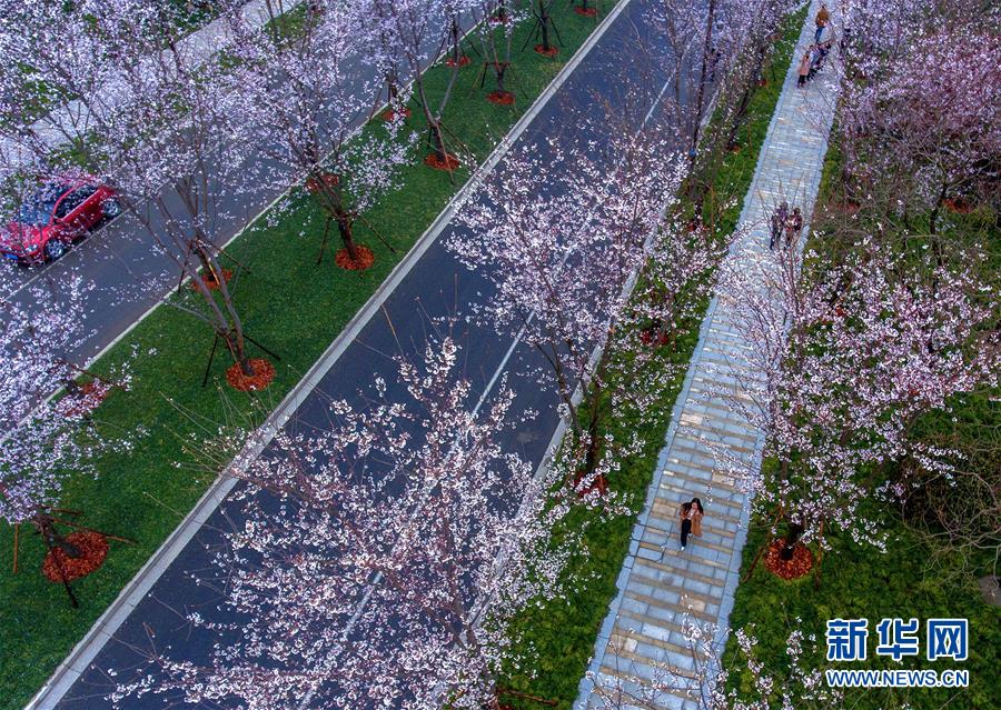 揚州“櫻花大道”櫻花開