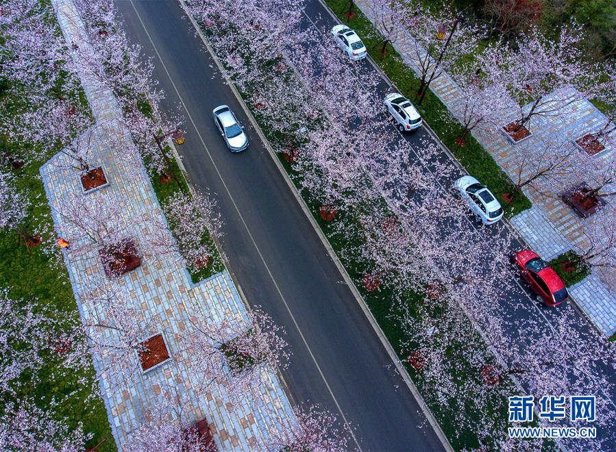 揚(yáng)州“櫻花大道”櫻花開