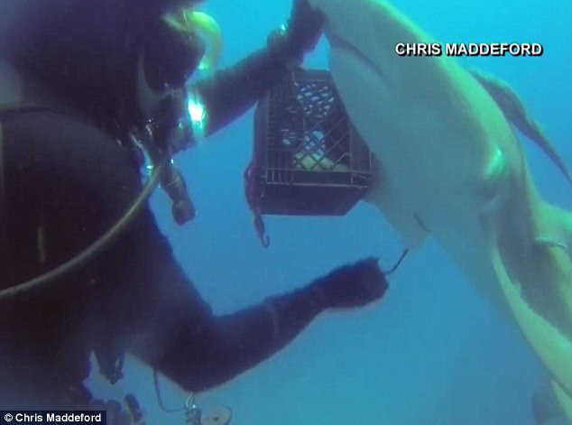 難以置信！鯊魚求救 讓潛水員拔出體內(nèi)鉤子