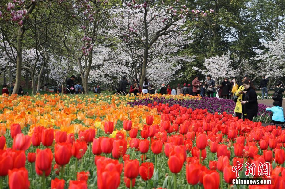 杭州太子灣公園繁花似錦