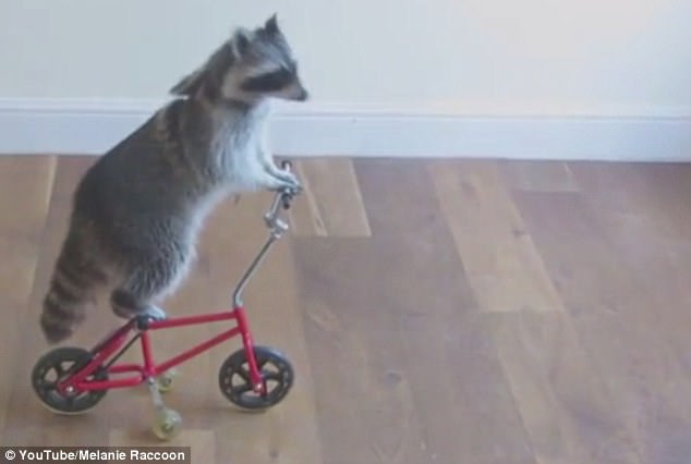 這些動物是要成精嗎？（圖）