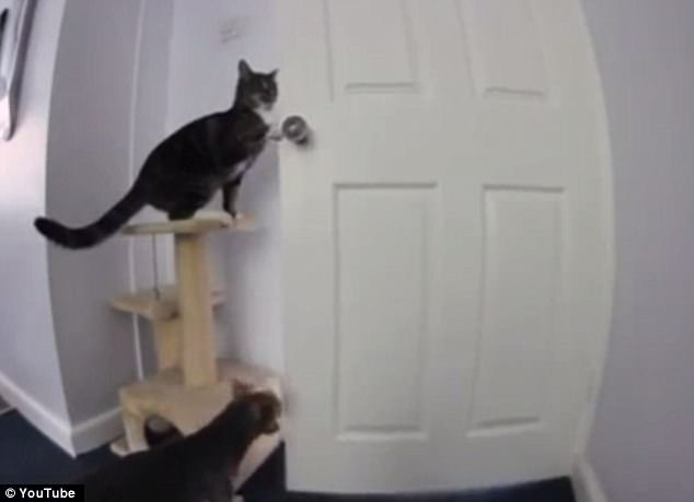 這些動物是要成精嗎？（圖）