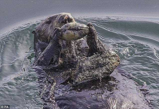 這些動物是要成精嗎？（圖）