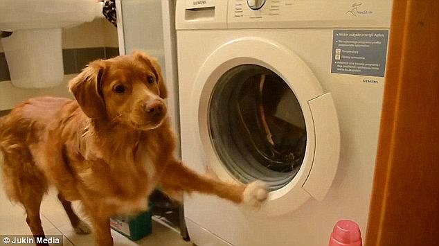 這些動物是要成精嗎？（圖）