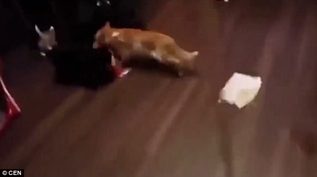 放開(kāi)我的面包！“執(zhí)著”小貓網(wǎng)絡(luò)走紅（圖）